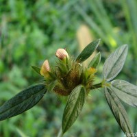 Stylosanthes fruticosa (Retz.) Alston